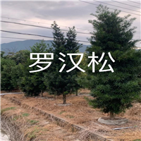 福建罗汉松销售
