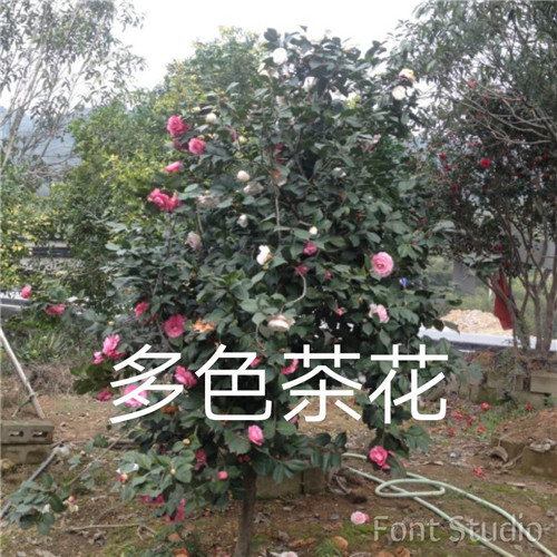漳州多色茶花 南靖多色茶花