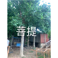 漳州菩提