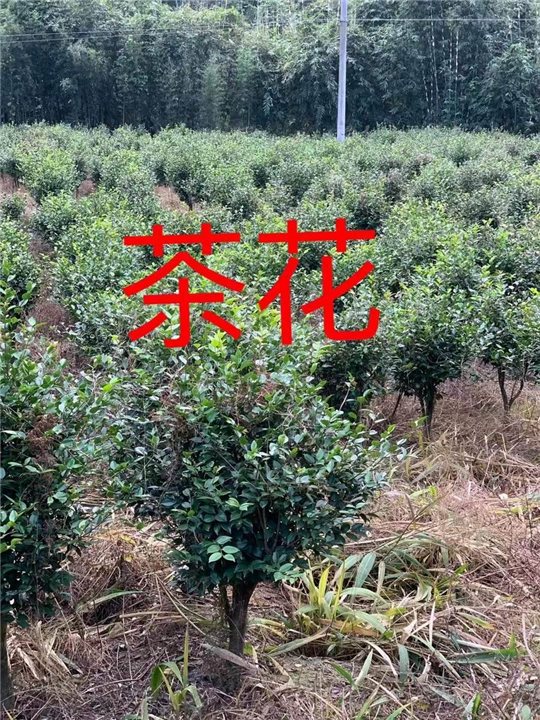 漳州茶花