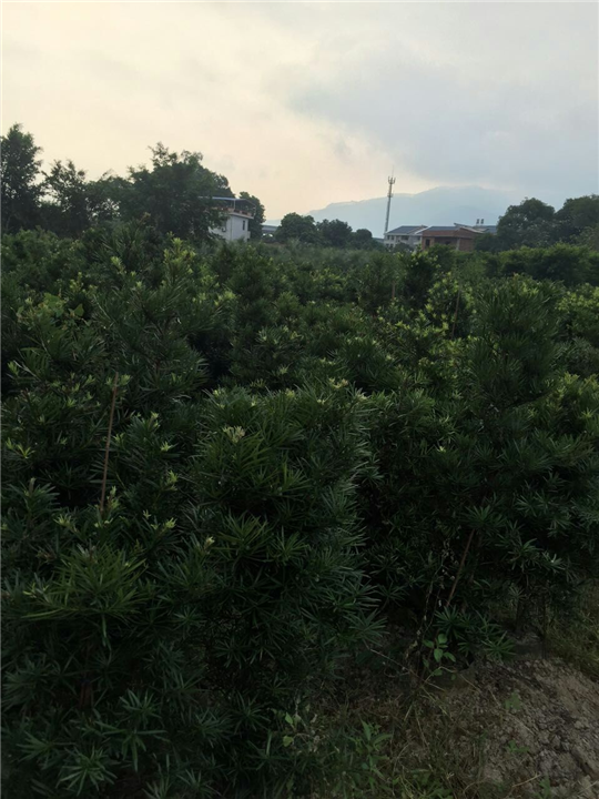 漳州罗汉松、漳州罗汉松价格