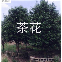 漳州茶花13605076555 