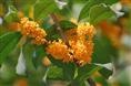 桂花-漳州桂花苗子￥福建桂花基地