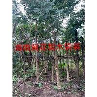 漳州黄花梨木