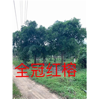 漳州全冠红榕