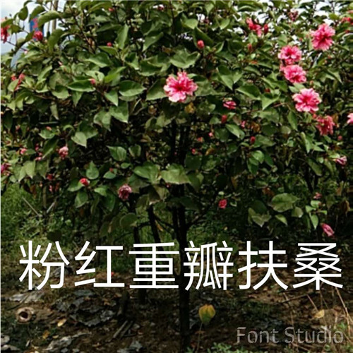 漳州粉红重瓣扶桑