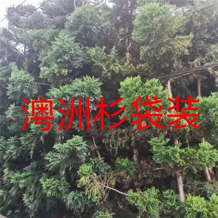 漳州澳洲杉