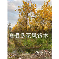 漳州风铃木