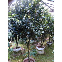漳州茶花、福建茶花