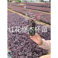 漳州红花继木