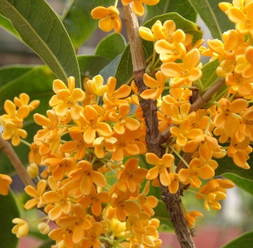 桂花-漳州桂花苗子￥福建桂花基地