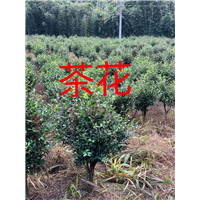 漳州茶花
