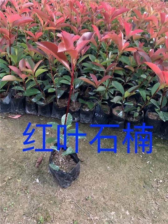 漳州红叶石楠