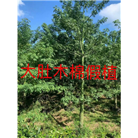 漳州大肚木棉