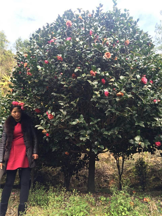 漳州茶花价格、漳州茶花批发