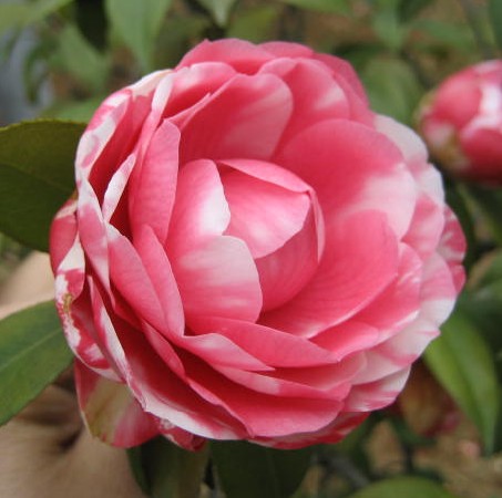 茶花-福建茶花基地￥福建茶花苗价格