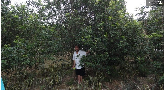 桂花苗