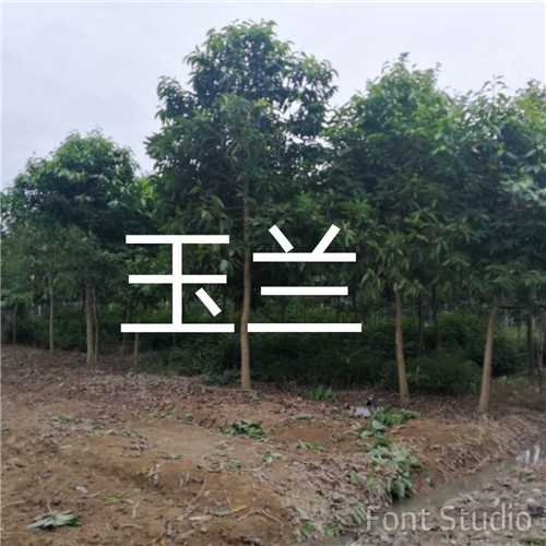 漳州玉兰供应 漳州玉兰批发 
