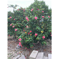 漳州茶花销售、漳州茶花供应