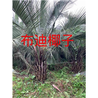 漳州椰子