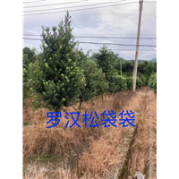 漳州罗汉松
