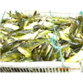 黄辣丁鱼苗7