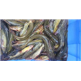 黄辣丁鱼苗6