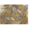 黄辣丁鱼苗