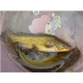 黄辣丁鱼苗4
