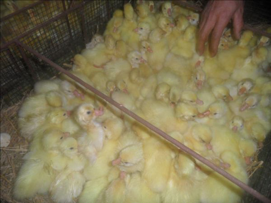 黑龙江七天鹅苗/热线：15945081158
