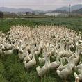 黑龙江鹅雏孵化厂/手机：15045426188