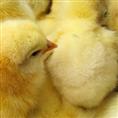 鹅雏孵化/鹅苗孵化/手机：15945081158