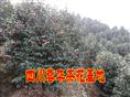 宜宾茶花|出售宜宾茶花|销售宜宾茶花|宜宾茶花批发|四川宜宾茶花 