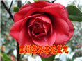 茶花 