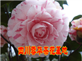 茶花 