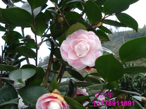四川茶花、宜宾茶花13778911891