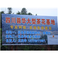四川茶花