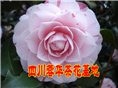 茶花 