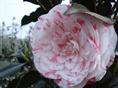 四川茶花、宜宾茶花13778911891
