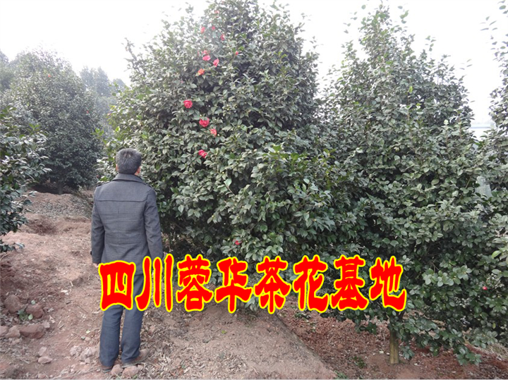 四川宜宾茶花、宜宾的茶花**、茶花种植基地 