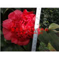 四川茶花@@宜宾茶花@@四川宜宾茶花