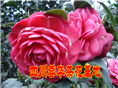 茶花 