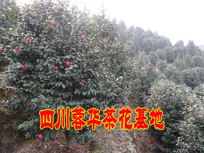 宜宾茶花|出售宜宾茶花|销售宜宾茶花|宜宾茶花批发|四川宜宾茶花 