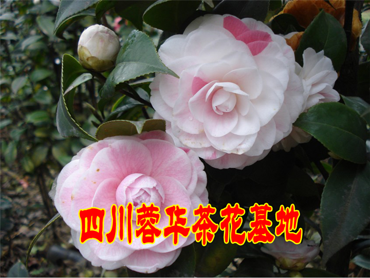茶花 