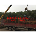 四川茶花@@宜宾茶花13778911891
