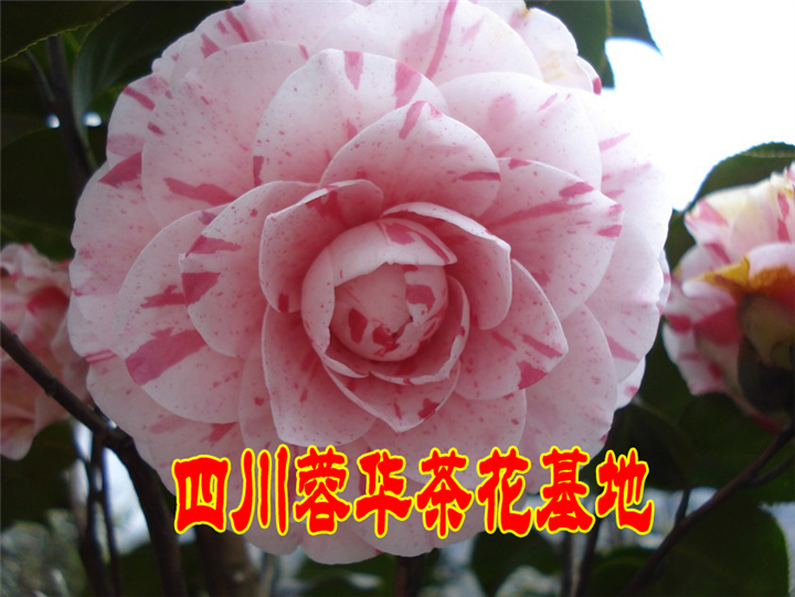 茶花 