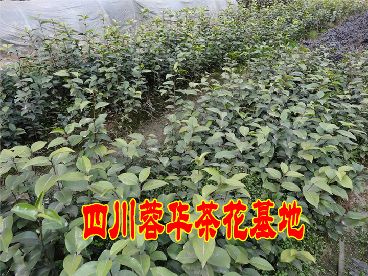 茶花 