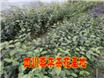 茶花 