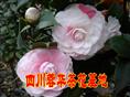 四川宜宾茶花|四川宜宾茶花基地|四川宜宾茶花价格|宜宾茶花 