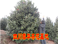 茶花-四川精品茶花-四川宜宾茶花-四川茶花基地 
